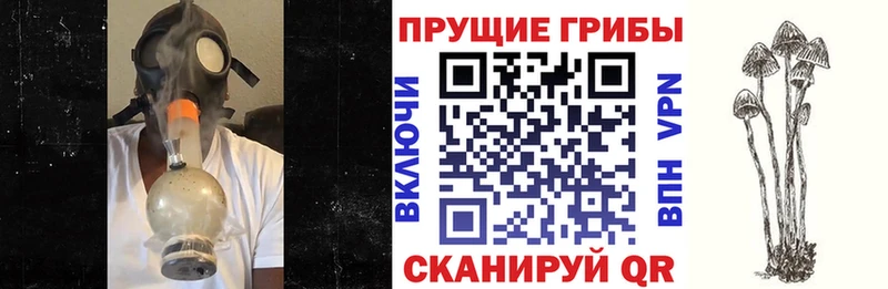 Галлюциногенные грибы мицелий купить наркотик Чкаловск